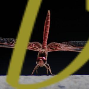 banco de fotografias