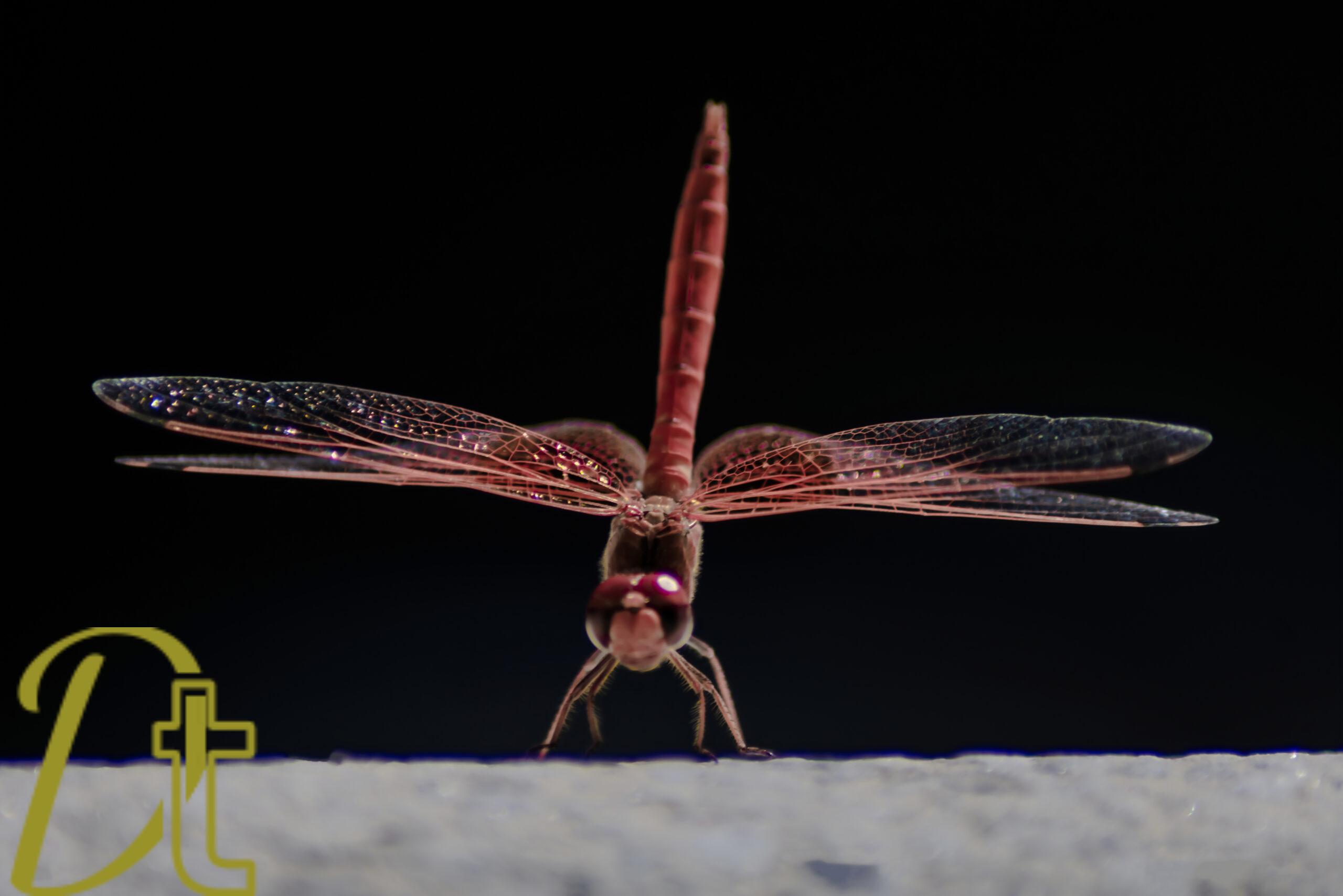 banco de fotografias