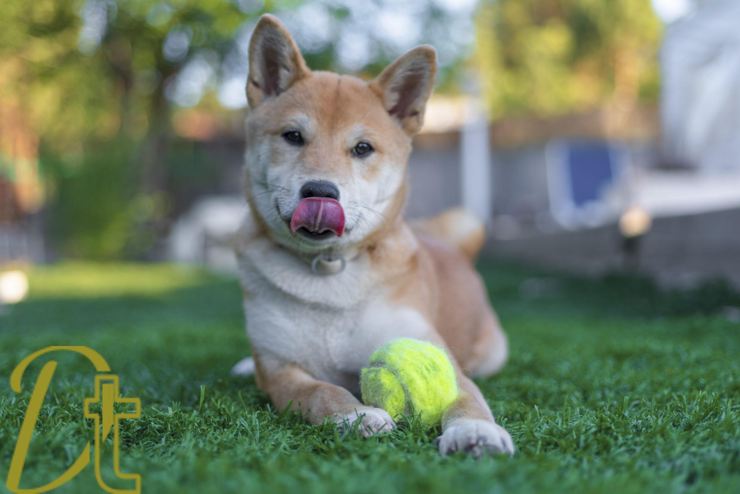 banco de fotografías e imágenes