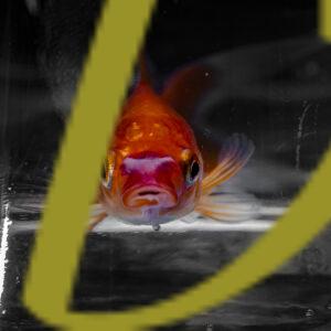 banco de fotografias e imagenes de peces