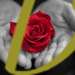 banco de fotografias