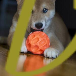 banco de fotografías e imágenes de animales, perros, raza shiba inu