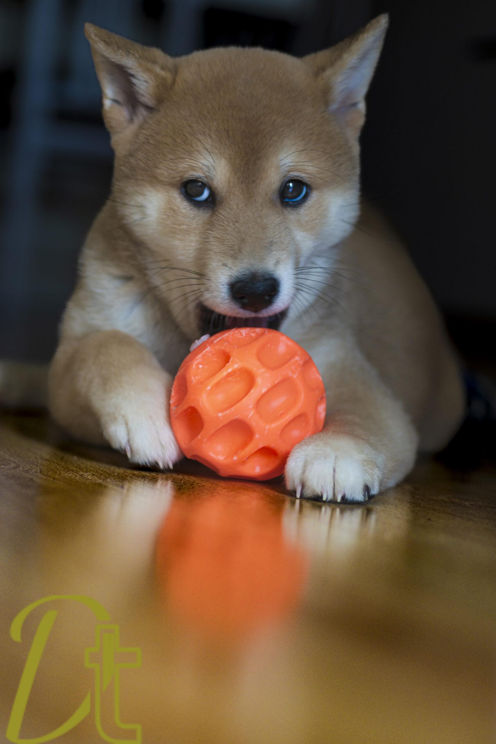banco de fotografías e imágenes de animales, perros, raza shiba inu