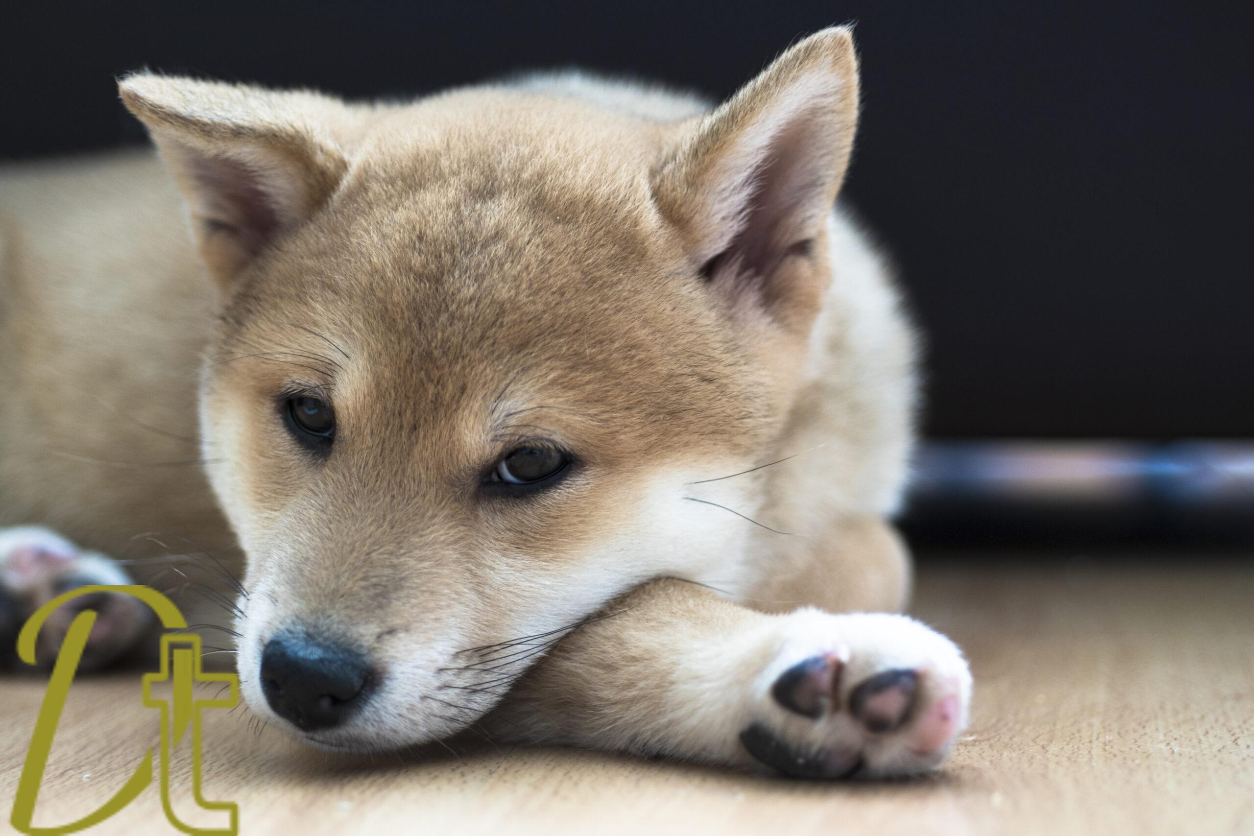 banco de fotografías e imágenes de animales, perros, raza shiba inu